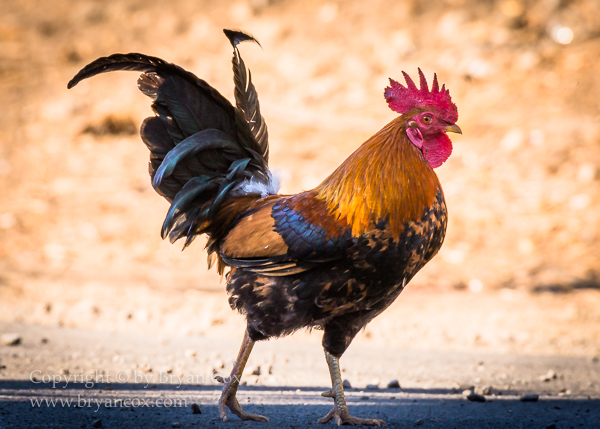 Image of Red Junglefowl