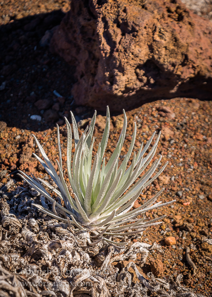 Image of Haleakalā silversword