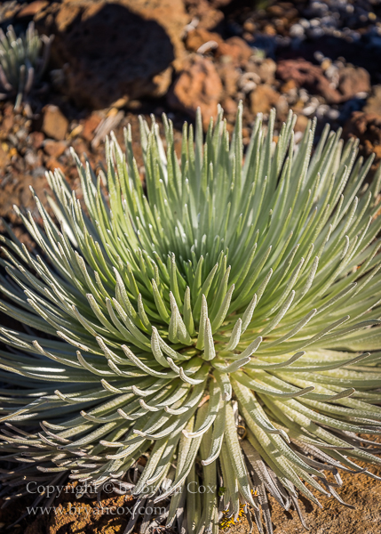 Image of Haleakalā silversword