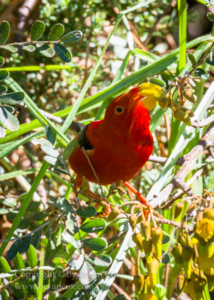 Image of 'I'iwi