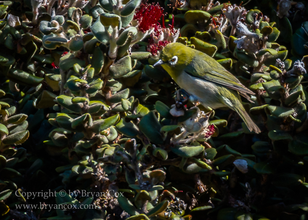 Image of Japanese White-eye